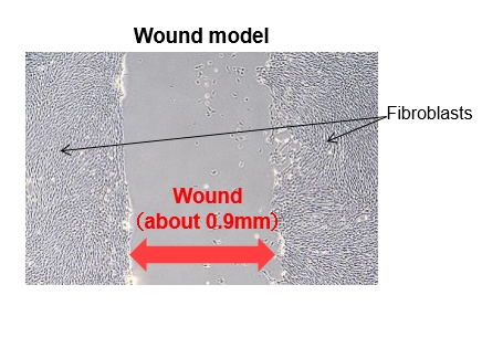 Wound model