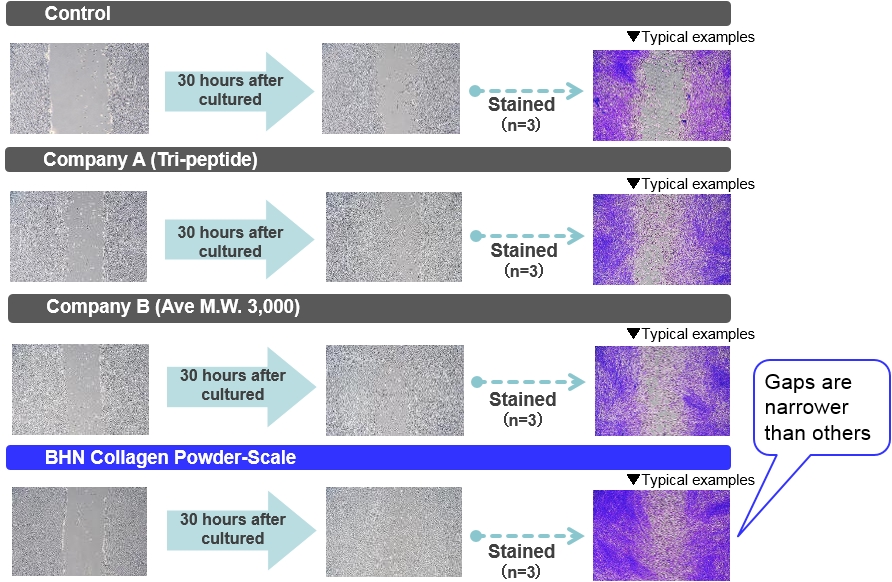 BHN Collagen Powder-Scale